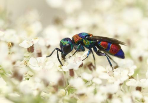 Réf. 266 187 : Chrysis semicincta